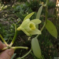 Vanilla planifolia Andrews